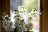 an attractive arrangement of white stocks flowers
