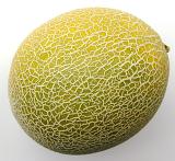 Whole fresh sweet melon, honeydew melon or spanspek in a close up view showing the ridged rough texture of the skin over a white background