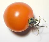 Single ripe red cherry tomato with an attached green stalk, close up on white