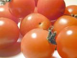 Fresh uncooked ripe red cherry tomatoes, close up background view with focus to one in the centre of the frame
