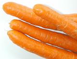 Close up view of a bunch of fresh raw carrots rich in carotene over a white background