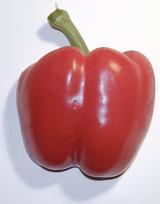 Single fresh whole healthy red bell pepper for use as an ingredient in salads and cooking on a white background