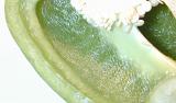 Background texture of a sliced halved green bell pepper or capsicum showing the interior of the flesh and the pips
