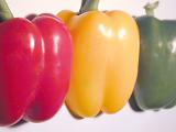Three colorful fresh bell peppers arranged in a row with a red, yellow and green whole pepper or capsicum