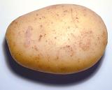 Single whole farm fresh raw potato, a rich source of nutrients and carbohydrate, close up overhead view on white