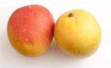 Two ripe juicy tropical mangoes for a tasty sweet snack or dessert on a white background, one on its side and one on end