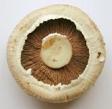 Culinary edible fresh brown field mushroom , agaricus button mushroom or portobello mushroom viewed from below with the gills visible inside the cap, closeup view