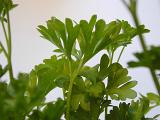 Close up of the green leaves of fresh aromatic parsley used as a garnish or seasoning in cooking