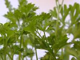 Fresh parsley close up showing the texture of the leaves of this aromatic potherb used for seasoning in cooking and a garnish in salads