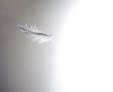 Delicate white floating feather on graduated grey background with copy space