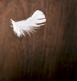 Light As A Feather concept with floating white bird feather against an out of focus wooden background with copy space