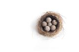 Concept of unhatched or undeveloped ideas with an overhead view of sea urchins nestling in a birds nest isolated on white with copy space