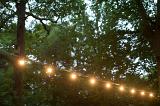 a warm white string or festoon of outdoor lights in the trees