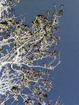 Abstract pattern in nature formed by the intricate tracery of intertwined tree branches against a blue sky