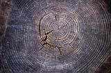 Concentric clearly defined annual growth rings on a cut tree stump displayed in an arboretum, close up overhead view