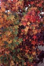 Autumn or fall background of colorful red and orange leaves depicting the changing of the seasons