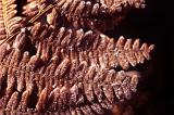 Close up of the texture and pattern of old dry brown bracken leaves during late autumn and winter months