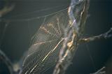 Nature Detail of Intricate Spider Web Built Between Branches and Shining in Early Sunlight