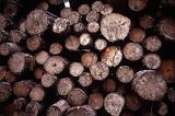 Full frame background of dried cut logs for winter fuel stacked in a woodpile
