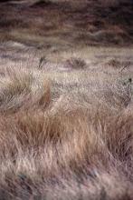 Detail of Shimmering Brown Grass in Field, Drought Affected Field with Dried Grass Blowing in Wind