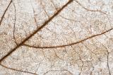 Dead brown leaf texture showing the structure of the veins in a full frame background