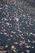 High angle view of red, orange and brown autumn leaves scattered on a road