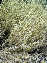 a flowering plant with an abundance of light yellow flowers