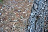 Close up of peeling tree bark, forest floor covered with twigs in background, focus on foreground