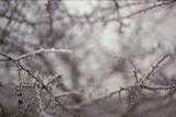Close up of ice crystals forming into a frost covering tiny delicate branches
