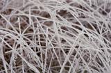 Background texture and pattern of strands of dried brown frosted grass on a winter morning, full frame
