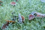 macro image close up on autumn leaves and frosty green grass