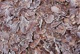 Full frame background texture of frosty brown autumn leaves lying on the ground after a cold winter night