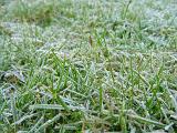 Frost coating blades of green grass after sub-zero night time temperatures , close up background view