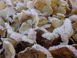 Ice crystals on frosty dried brown winter leaves lying on the ground, low angle close up view in a full frame background
