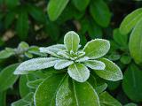 a winter background of green frost covered leaves