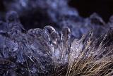 Nature Detail of Dried Brown Blades of Grass Covered in Heavy Blue Rime Ice in Late Autumn or Winter