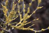 Close up detail of colorful yellow lichen growing on a dead branch of a tree or shrub over a dark background