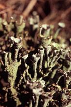 macro image of surreal bizzare shaped lichens
