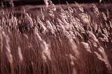 Tranquil Scenic Nature Detail of Long Brown Grass Blowing in Windy Field Using Selective Focus