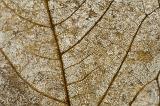 Extreme close up full frame of the delicate veins of a dried brown leaf