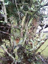 lichen growing on a gnarled old tree
