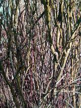 a dense background of twigs and branches