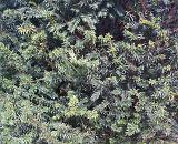 background picture of green yew tree foliage