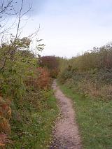 Hiking trail or footpath meandering though scrub vegetation and grasses in the wilderness for a healthy recreational walk in nature