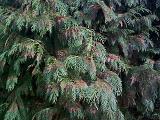 a conifer fir tree with small berries and green foliage