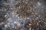 a background of brown and yellow wet leaves and a puddle
