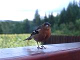a chaffinch perched on a fence