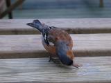 a chaffinch feeding on crumbs from a table