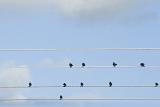 Small flock of birds sitting perched on overhead cables against a blue sky with copyspace