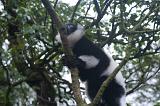 Black and white lemur climbing a tree looking away from the camera with copyspace